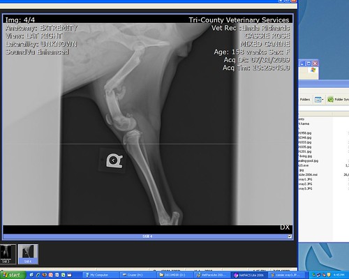 broken leg x ray. cassie roken leg x-ray 4