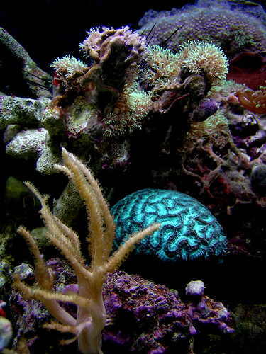  reef face XXl DSCN5440
