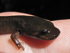 california giant salamander larvae