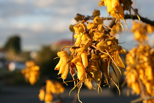 Thursday: Golden flowers at Golden Hour