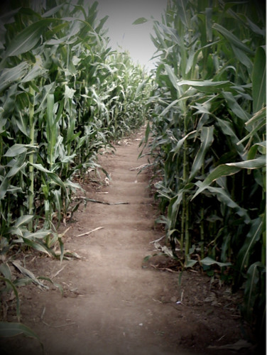 Corn maze!!!