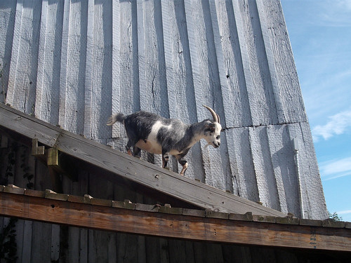 Goat catwalk