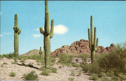 saguaro 1956