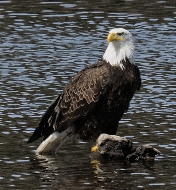 Bald Eagle at The Pond