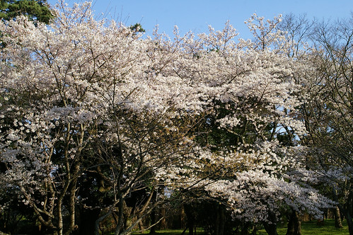 izumo shrine's sakura