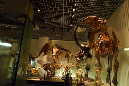 Two mammoth skeletons in background and some others