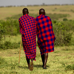 Maasai herdsmen in the savannah - Kenya