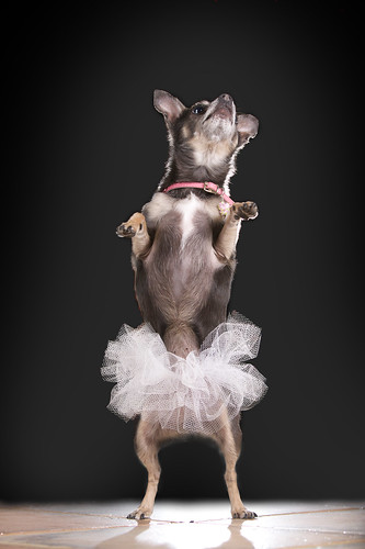 Molly the Ballerina