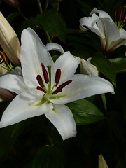 Snowwhite Lily