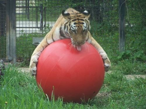 tiger red ball