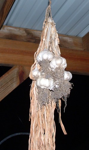 Garlic Curing