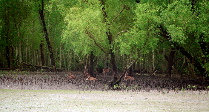Sundarbans wildlife