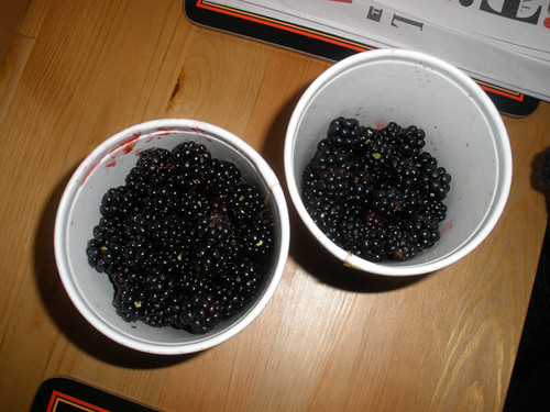 Blackberries from Glenealy Woods