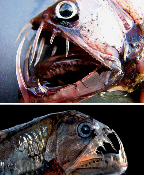01_viperfish-bizarre-animal