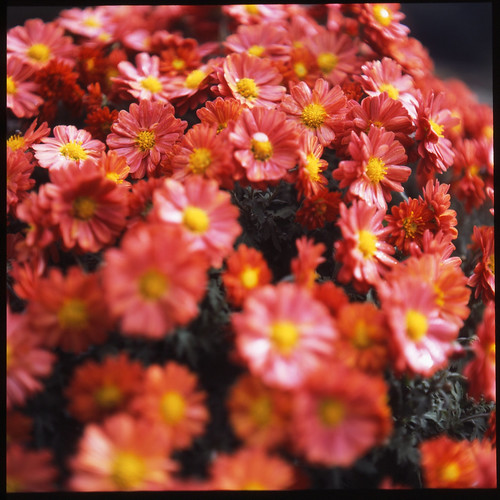 chrysanthemum 4