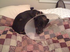 The cone of shame...