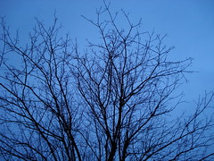 winter tree branches