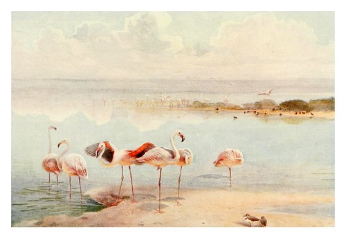 014-Flamencos-Egyptian birds for the most part seen in the Nile Valley (1909)- Charles Whymper