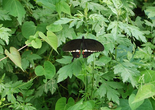Papilio polytes by joe with a camera