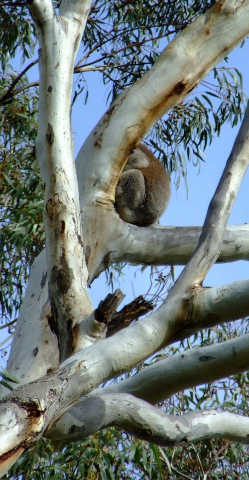 hiding koala 01