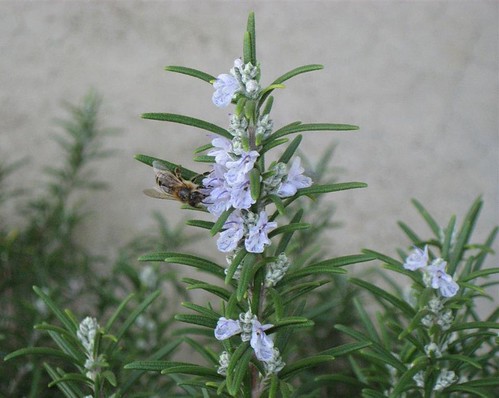 Rosemary with visiting bee