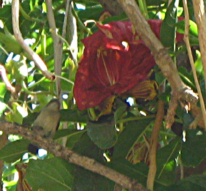 8-8-2009-graceful-prinia-near-fairytaletreeflower