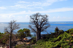 Cookout under Baobab - North of Moroni Airport, comores