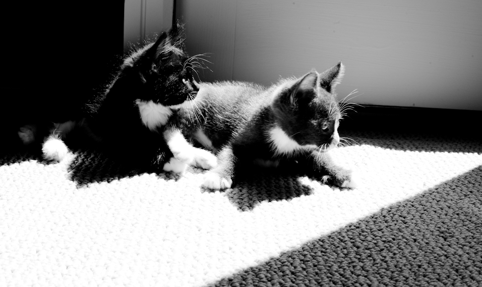 Sunbeam Kitties