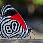 Butterfly nº 80