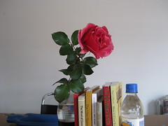 week two_red rose