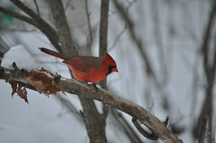 Winter tweets (by Christopher S. Penn)
