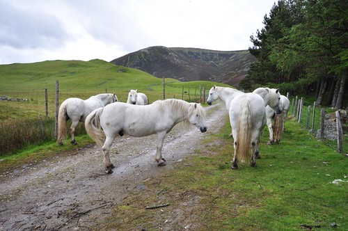 White horses of Baddoch Burn