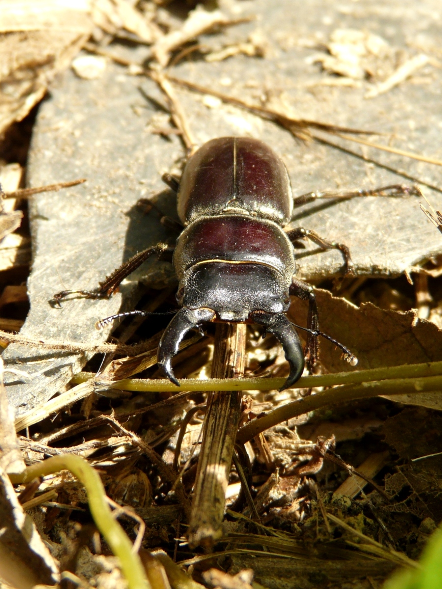 Dorcus titanus sika - 扁鍬形蟲