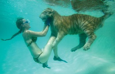 Swimming_with_Tigers_04