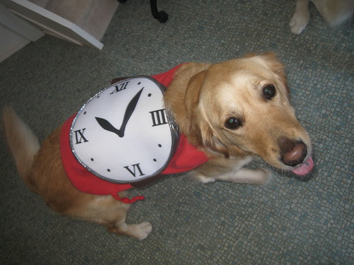 Rosie as a watch dog