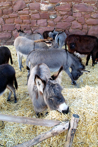 donkey-munching
