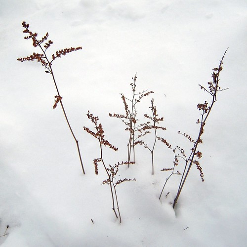 Astilbe in the snow