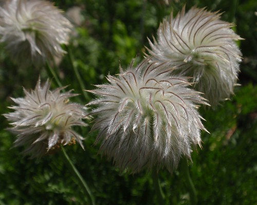 Western Pasque Flower Seedhead 03