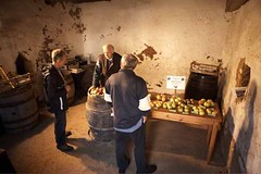 Exhibition of Traditional Cider Apples