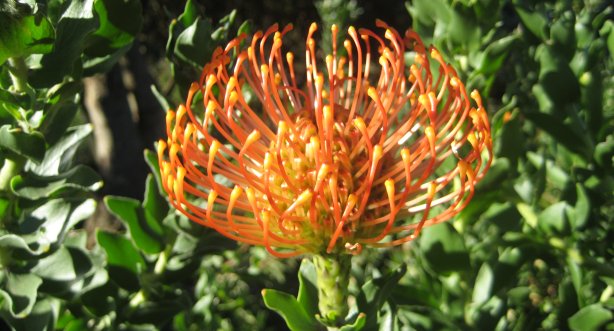 Maravillosa flor de Sudafrica
