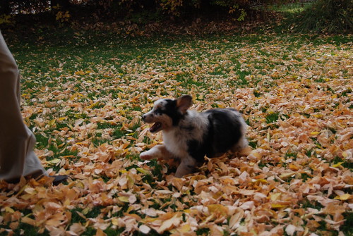 2009-10-24PuppiesHome137