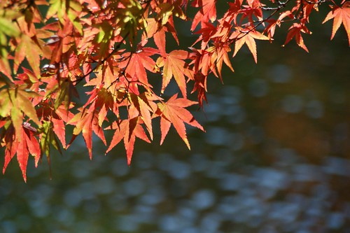 Autumn at Kumoba-ike Pond/雲場池 初秋