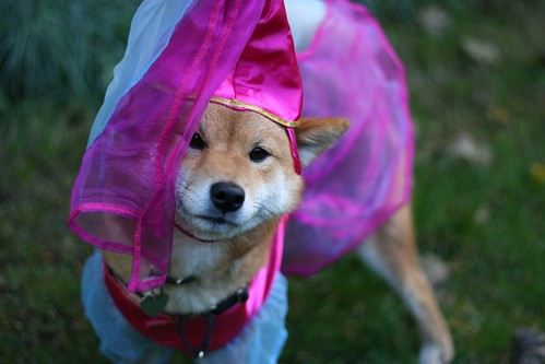 Who says shibas don't look good in pink?