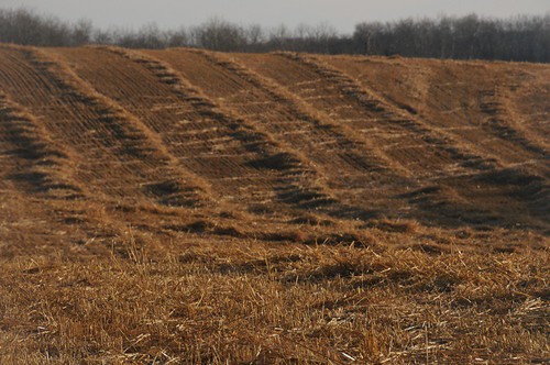 Cow tracks through the grain field