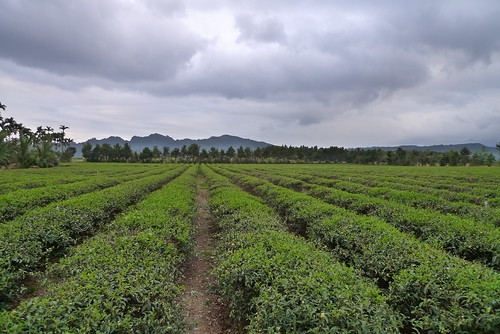 A Tea farm