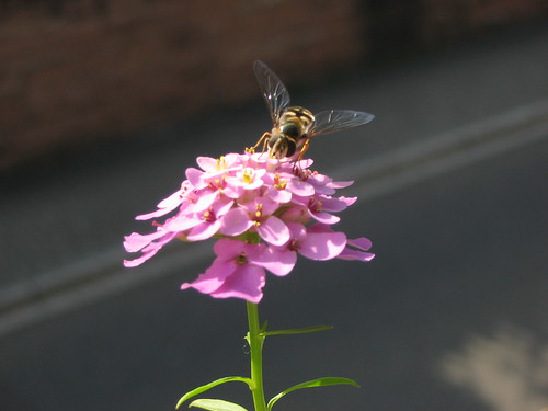 Window box flower and big-winged bee