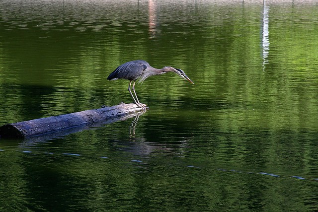 heron, laurelhurst pond
