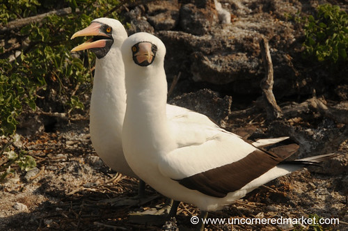 jewish dating advice. Dating Advice from Galapagos Birds (or, When Charles Darwin Meets Cosmo) 