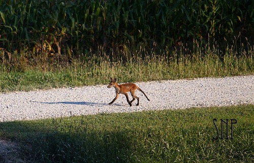 . foxy .