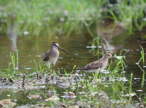 dowitcher and pecsand